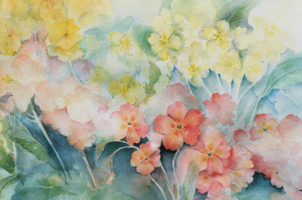 Polyanthus, Mixed Hybrids  von Karen  Armitage