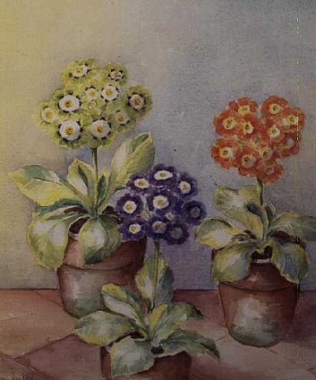 Auricula in the Conservatory  von Karen  Armitage