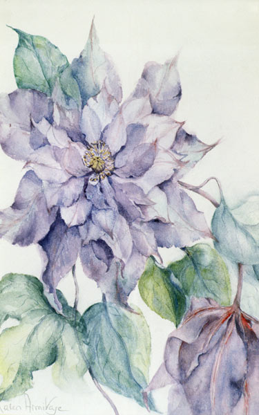 Clematis, Lord Neville  von Karen  Armitage