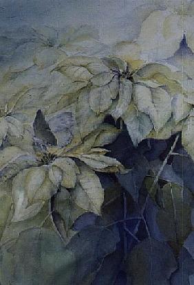 White Poinsettia (vertical) 