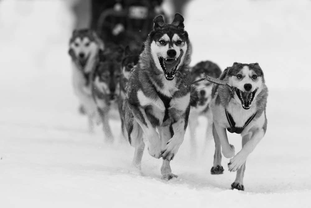 Sleddog fun von Karen Kolbeck