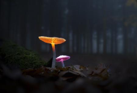 The mushrooms of the forest 05