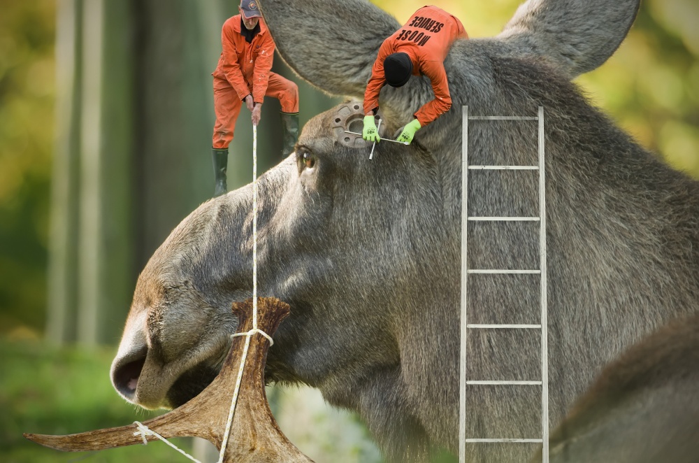 a double 12-tined ordered von Karl-Axel Lindbergh