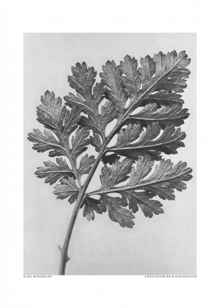 Chrysanthemum parthenium von Karl Blossfeldt