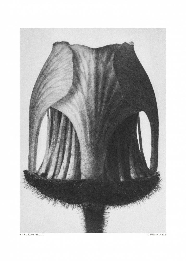 Geum Rivale von Karl Blossfeldt