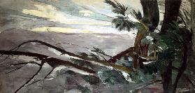 Winter (Kiefern im Schnee)