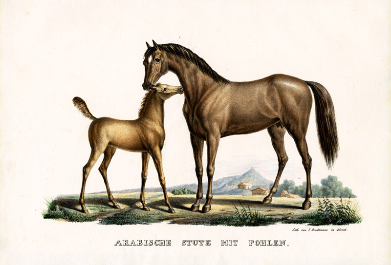 Arab Horse With Fowl von Karl Joseph Brodtmann