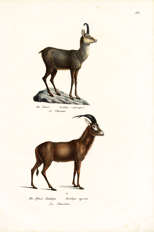 Chamois von Karl Joseph Brodtmann