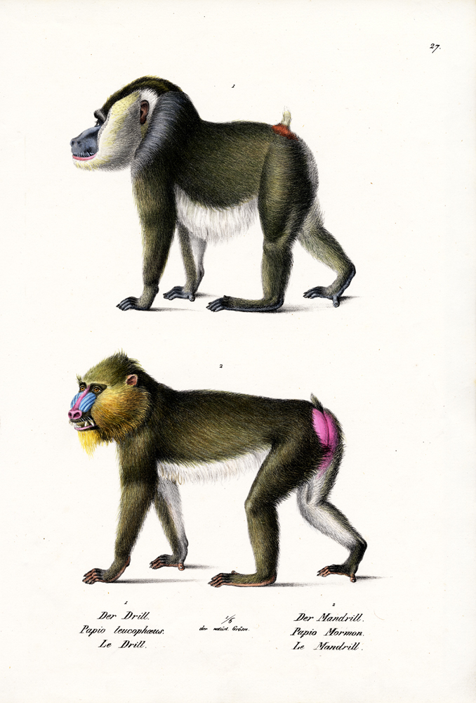 Drill von Karl Joseph Brodtmann