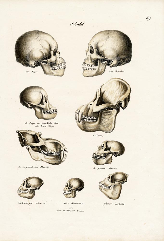 Human Skulls von Karl Joseph Brodtmann