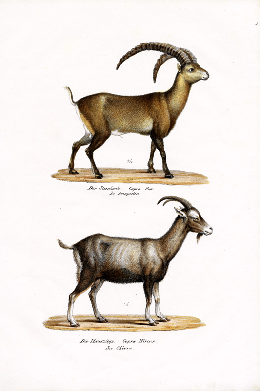 Ibex von Karl Joseph Brodtmann