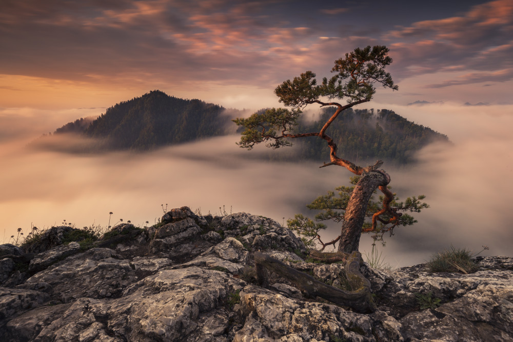 Bonsai von Karol Nienartowicz