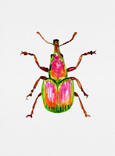 Apricot weevil or Epirhynchites auratus