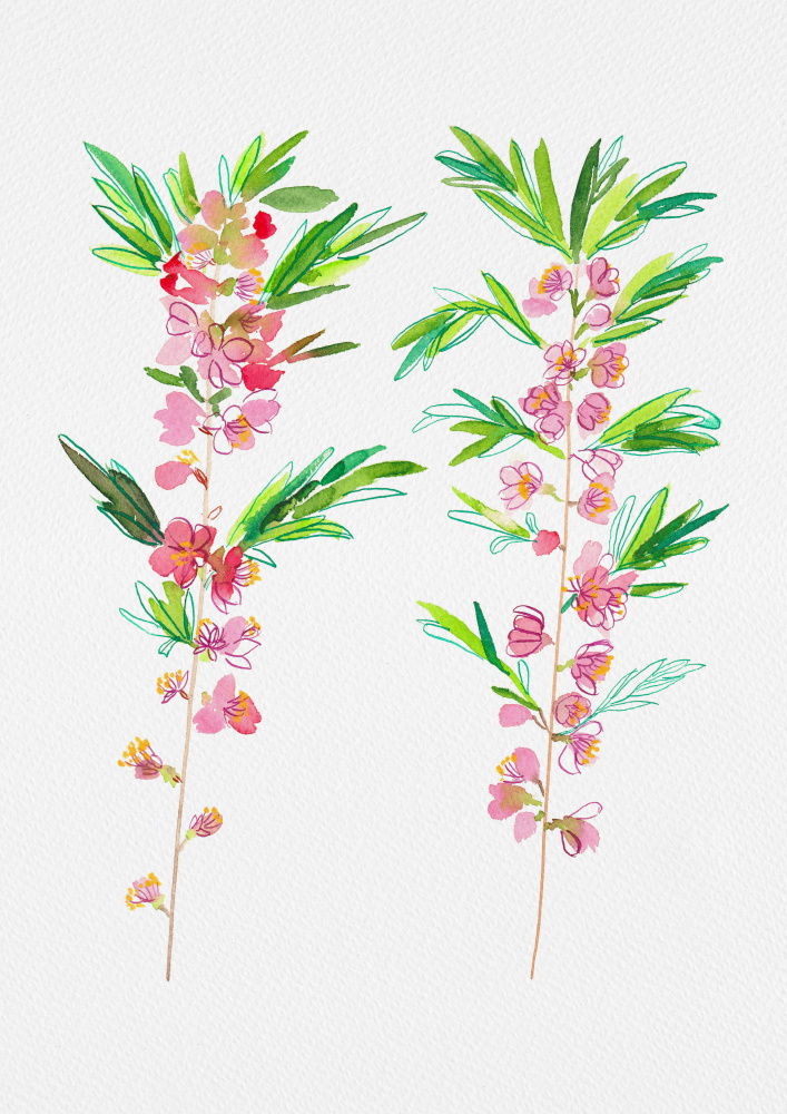 Dwarf Russian almond or Prunus tenella botanical painting von Kata Botanical