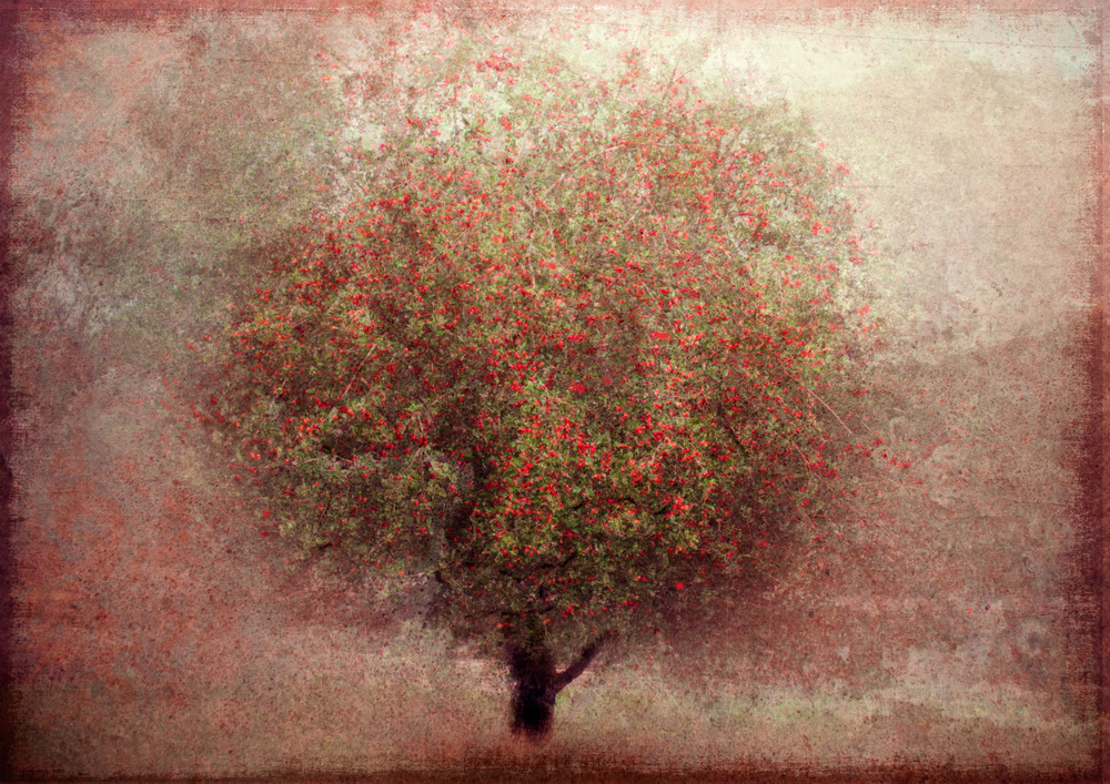 Apple tree von Katarina Holmström
