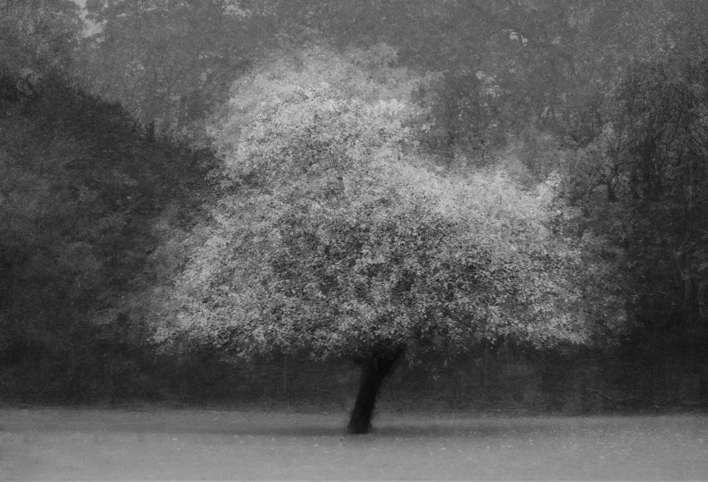 Tree magic von Katarina Holmström