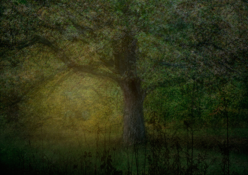 The glade von Katarina Holmström