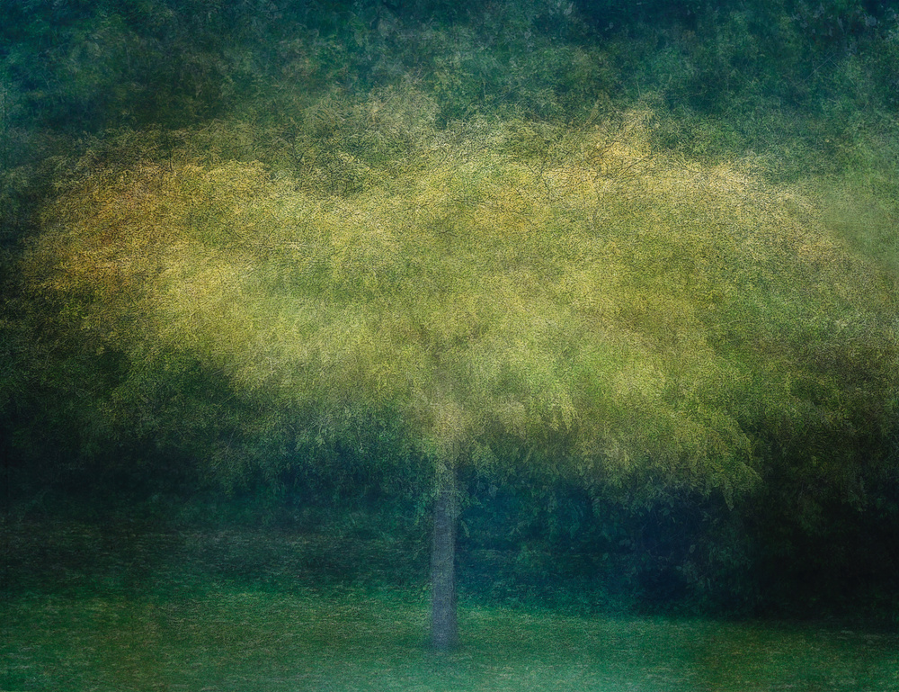 A tree von Katarina Holmström