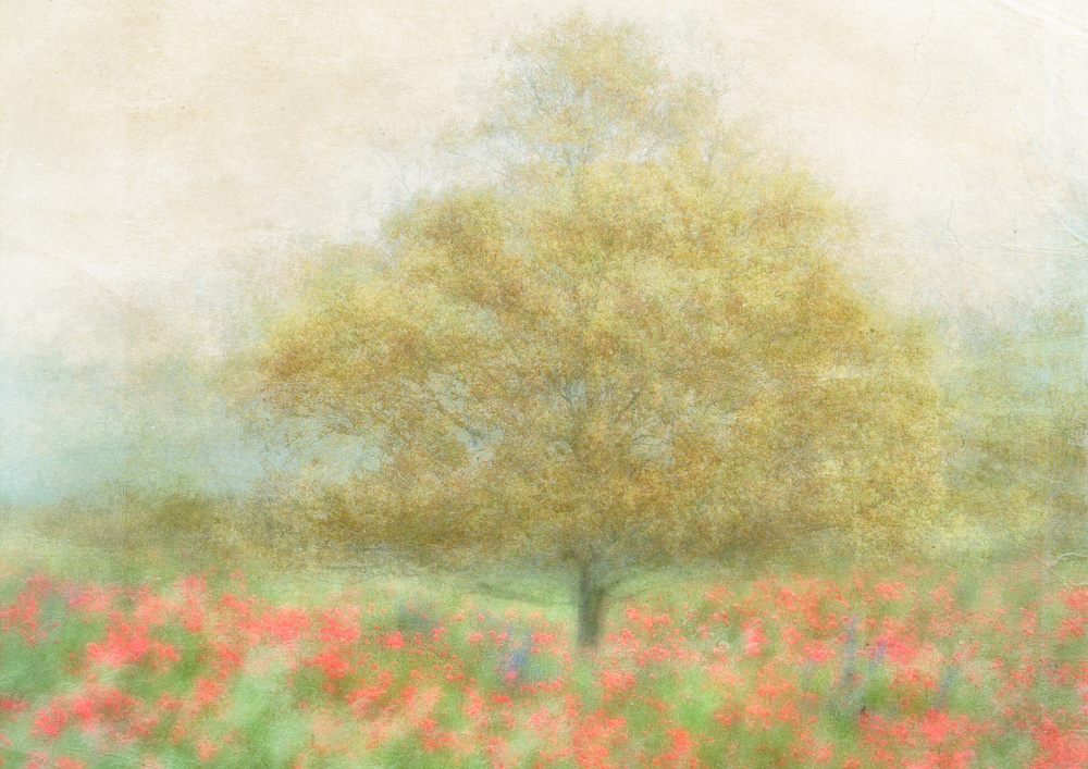 A Dream of Summer von Katarina Holmström