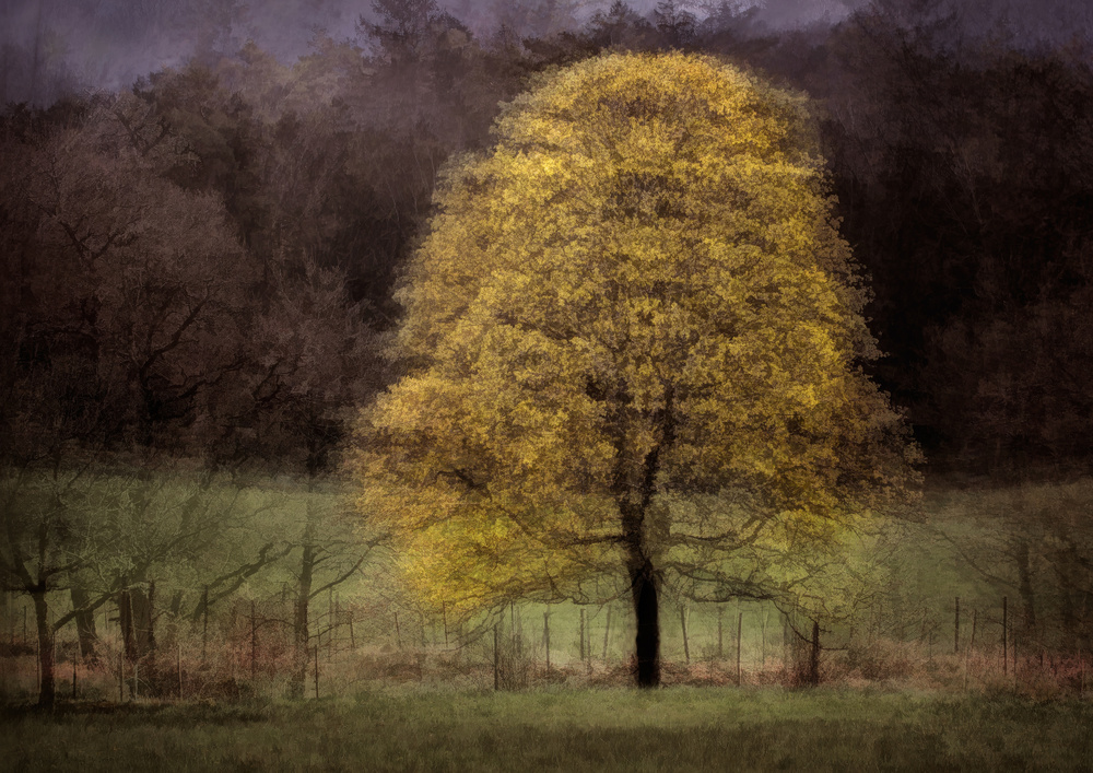 Majestic von Katarina Holmström