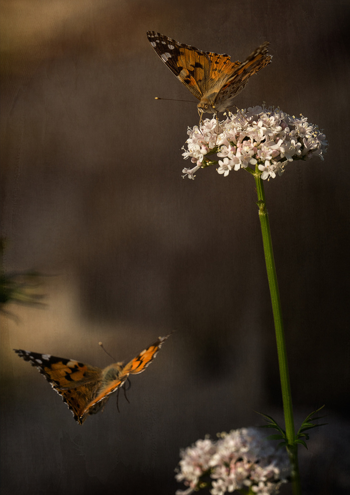 Rendez-vous von Katarina Holmström