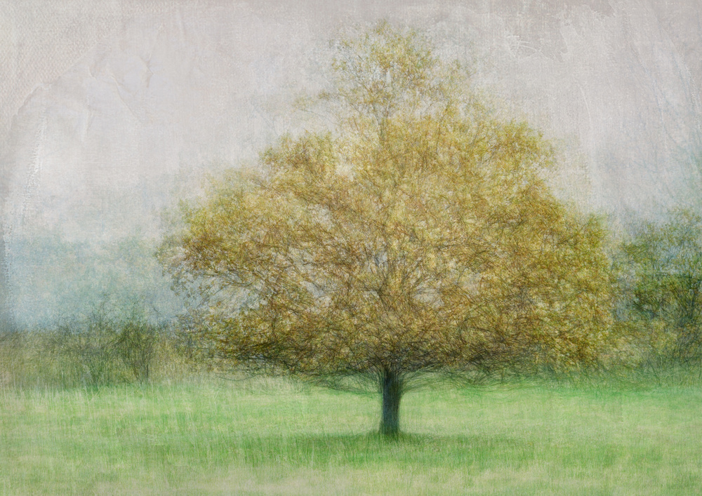 Solitaire von Katarina Holmström