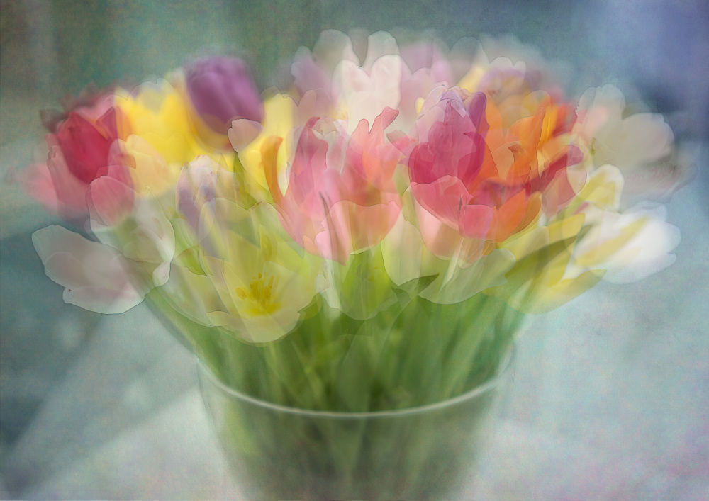 Tulips von Katarina Holmström