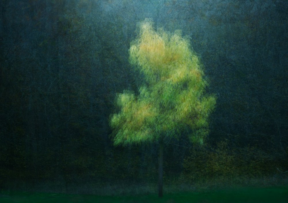 Yellowing von Katarina Holmström