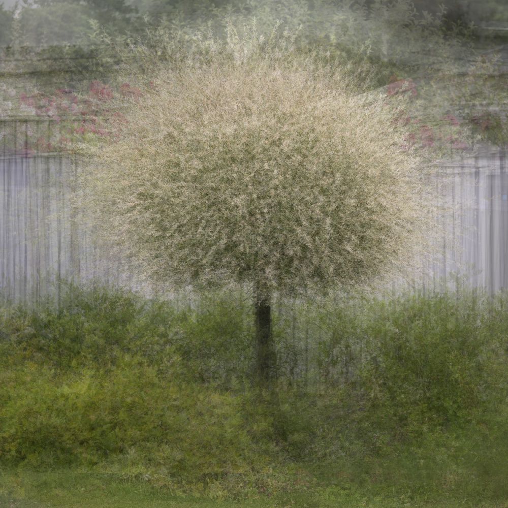 Vor dem Zaun von Katarina Holmström