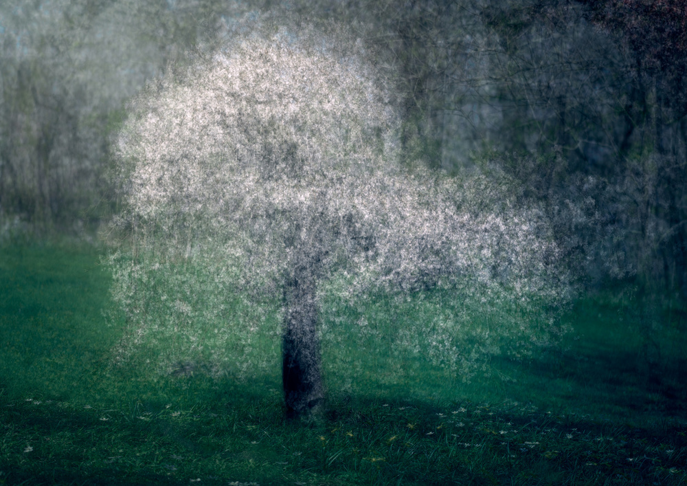 White lace von Katarina Holmström