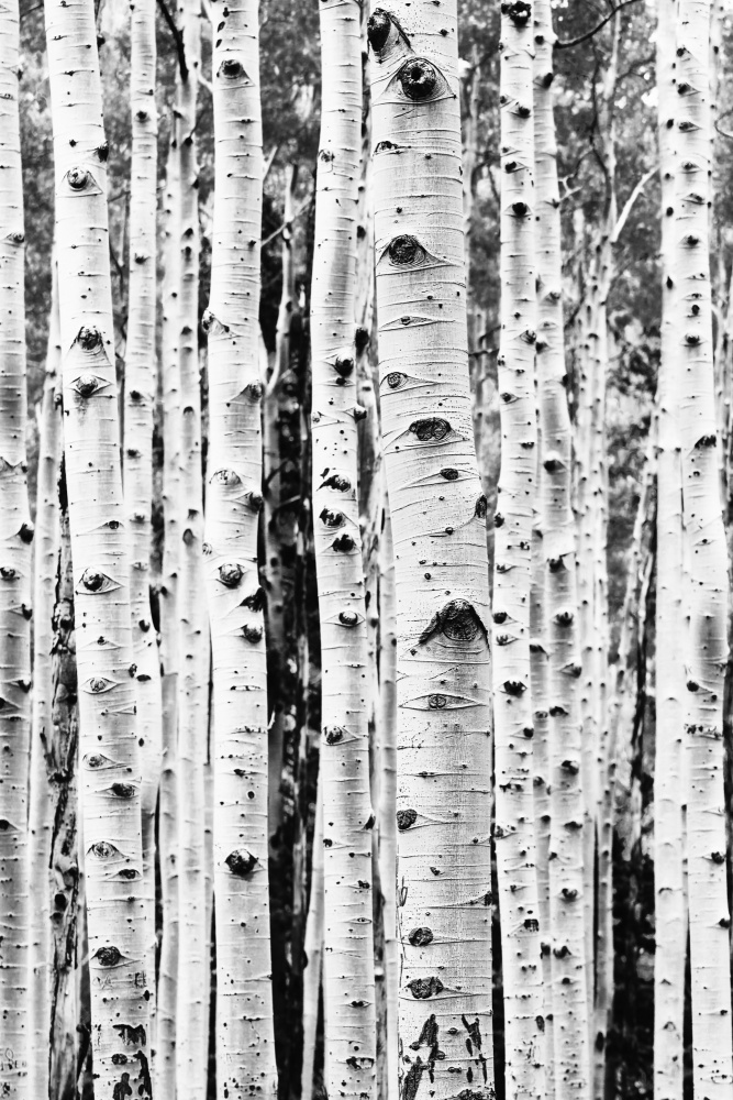 Birches von Kathrin Pienaar