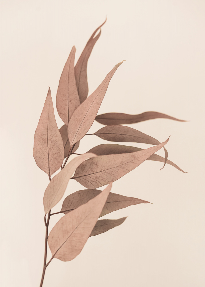 Dried Eucalyptus von Kathrin Pienaar