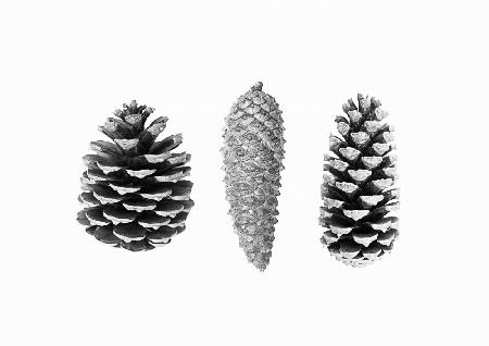 Pine Cone Study