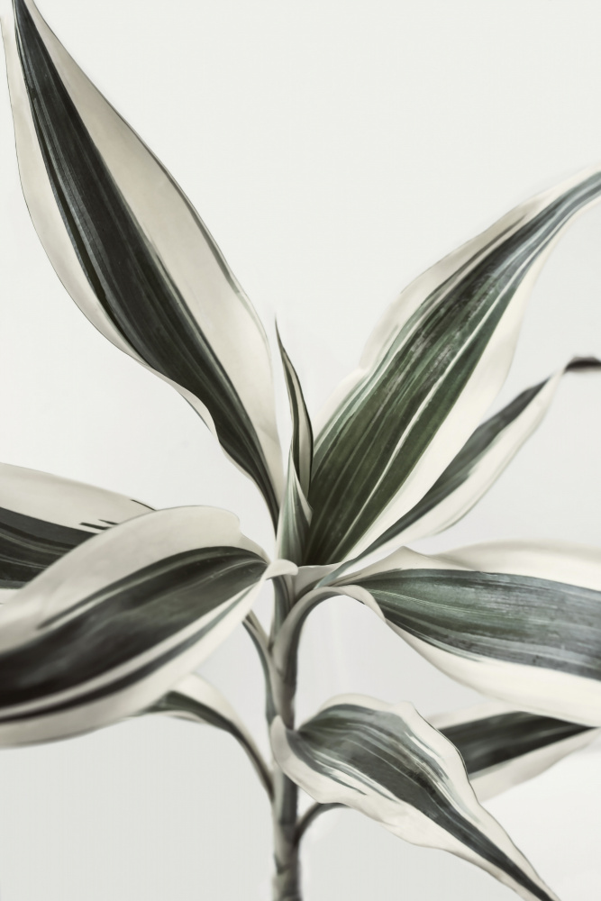 Foliage von Kathrin Pienaar