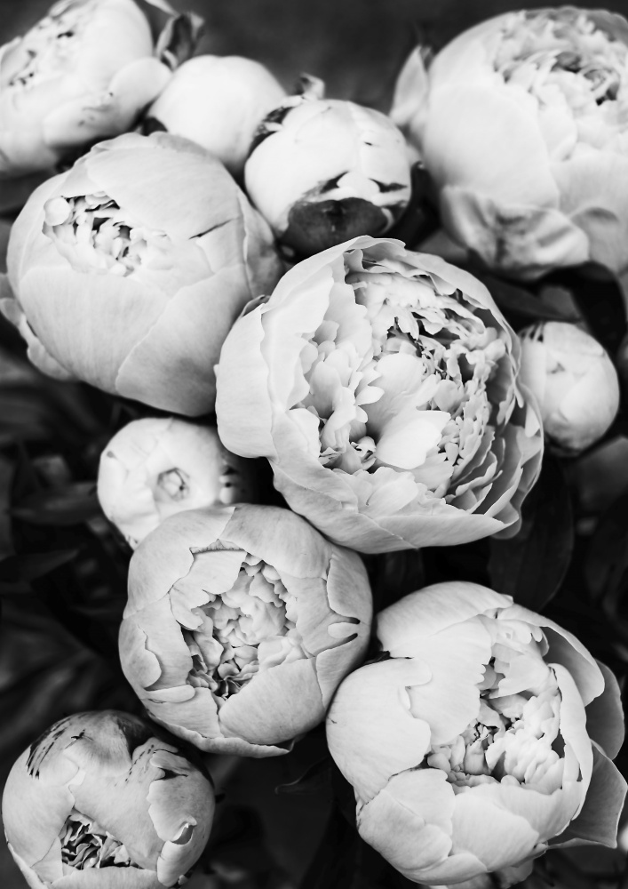 Peonies von Kathrin Pienaar