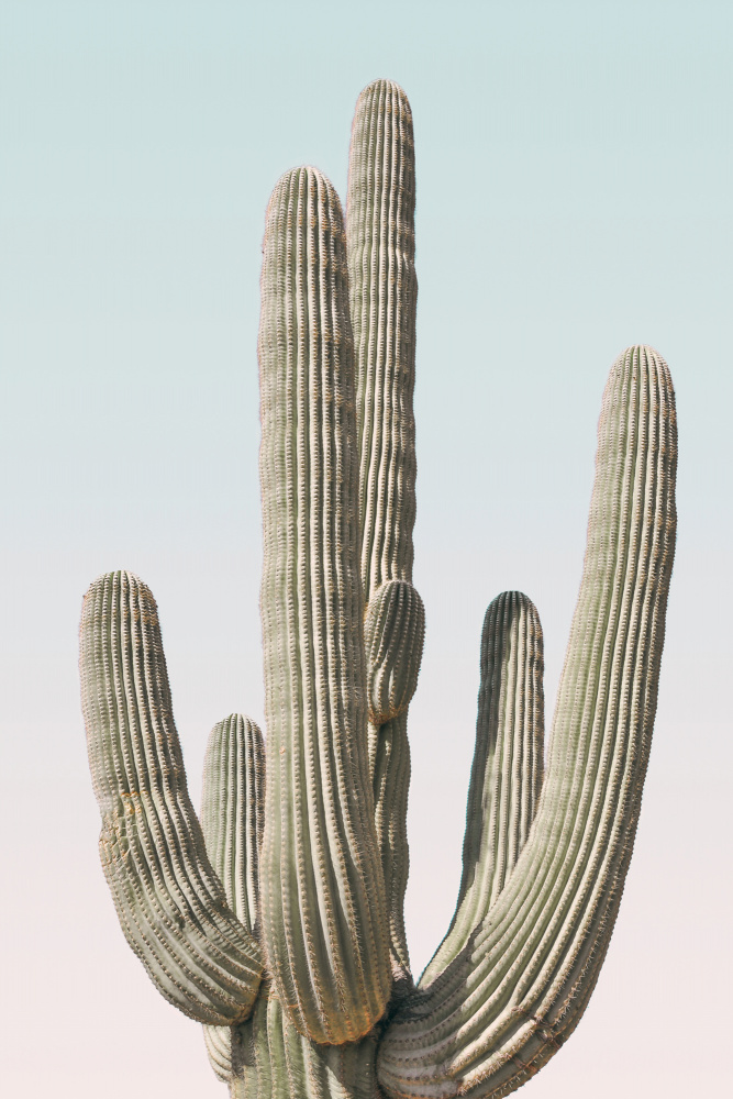Saguaro von Kathrin Pienaar