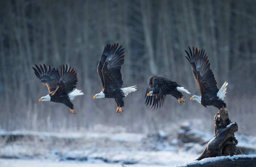 Ready, go! von Katsu Uota