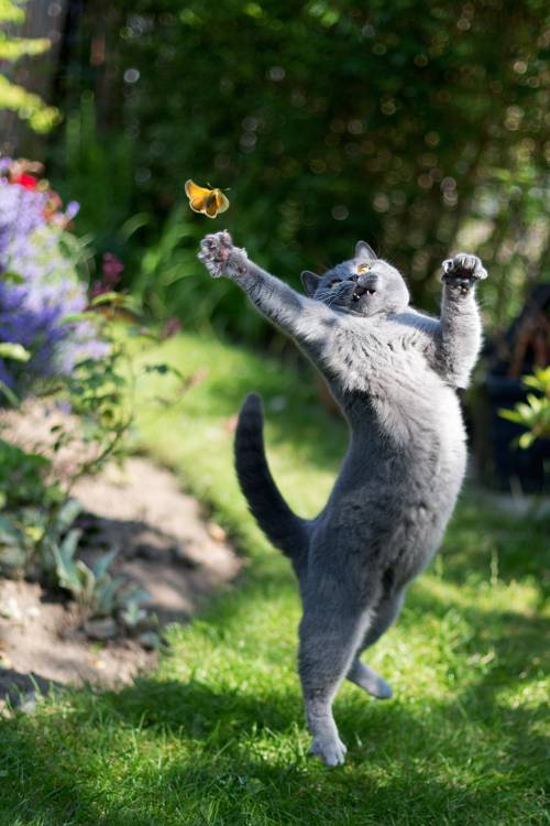 Miss von Kemal Selimovic