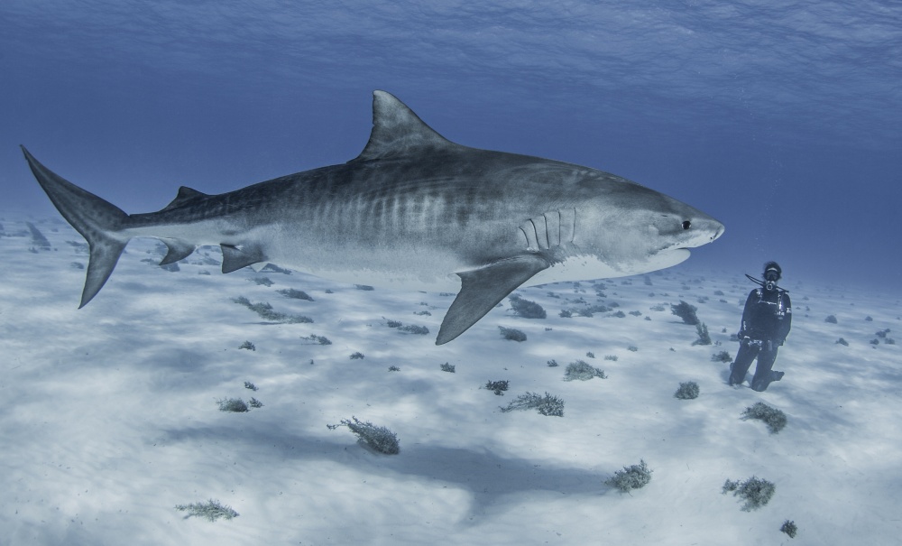 Wifes first Tiger von Ken Kiefer