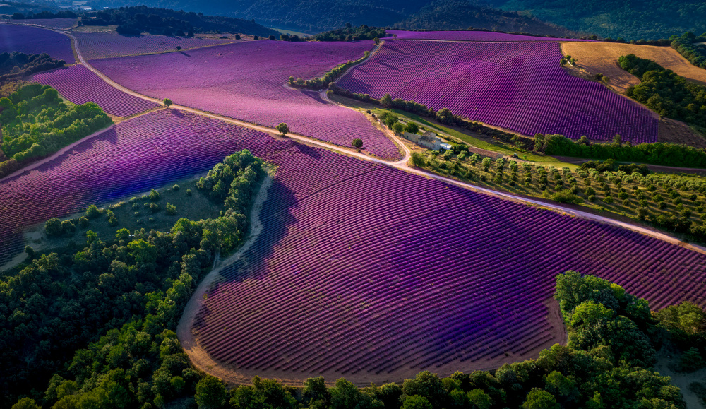 Provence Ultra Purple von Kenneth Zeng
