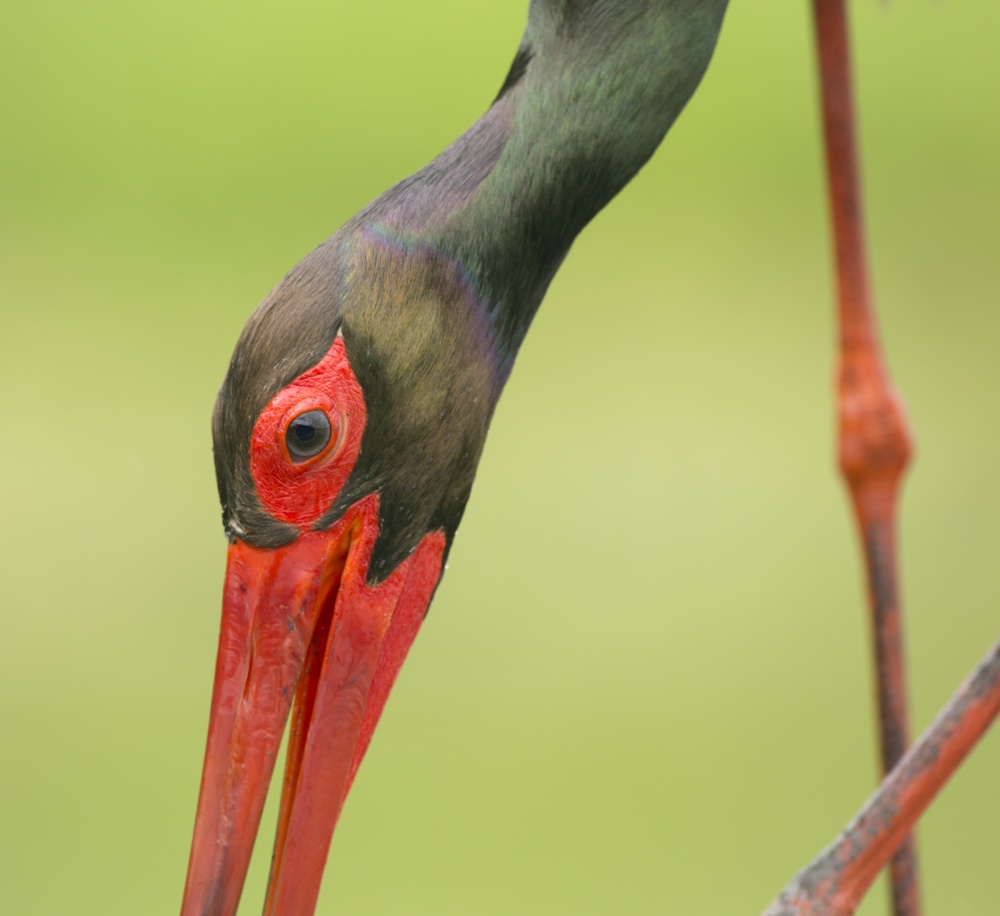 Black stork...to close von Kenny De Boeck