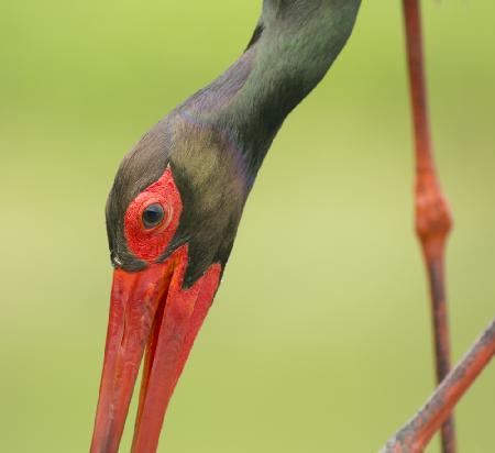 Black stork...to close