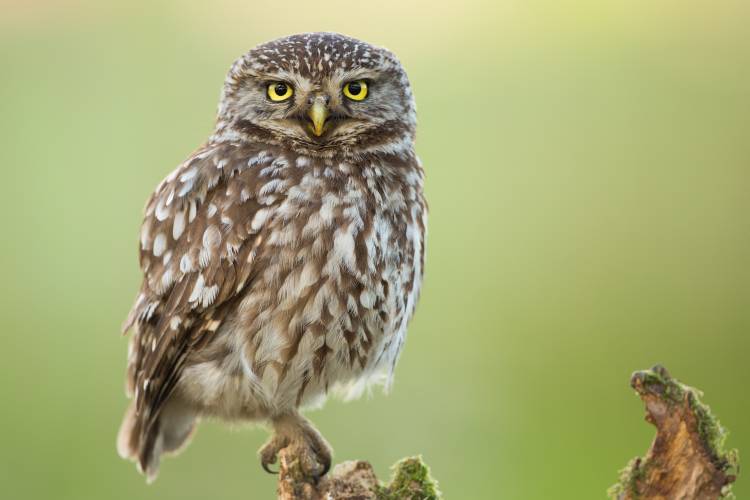 The watcher von Kenny De Boeck