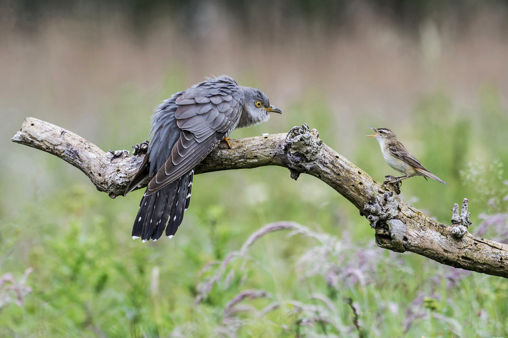 Cuckoo stare off von Kenny Goodison