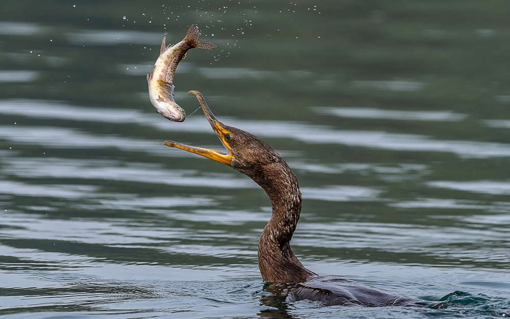 Switch Direction von KennyC