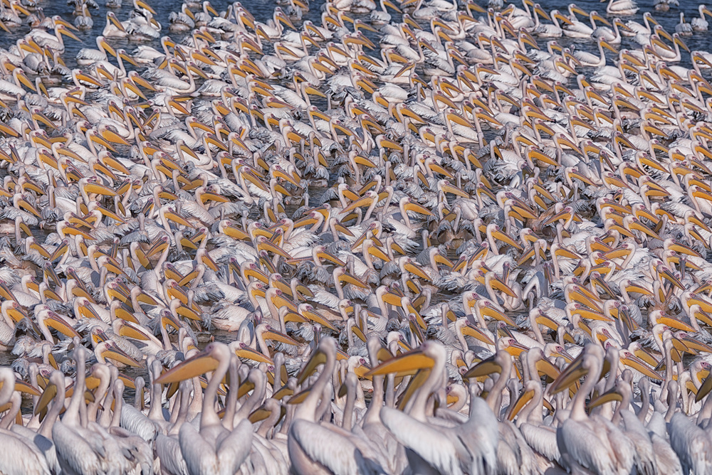 "Crowded" series von Keren Or