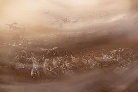 Erste graue Streifen im Morgengrauen