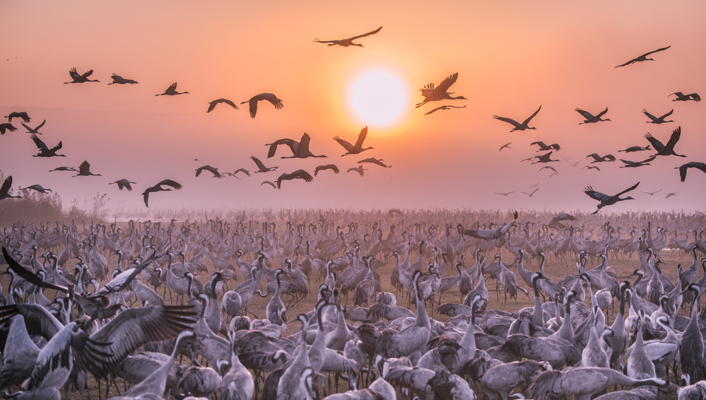 Cranes at sunrise von Keren Or