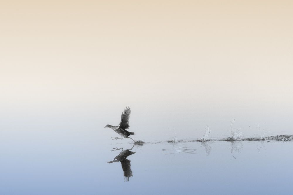 Ohne Titel von Keren Or