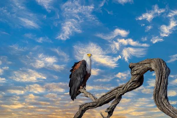 Ausschau II - Fish Eagle von Kerstin Steymans